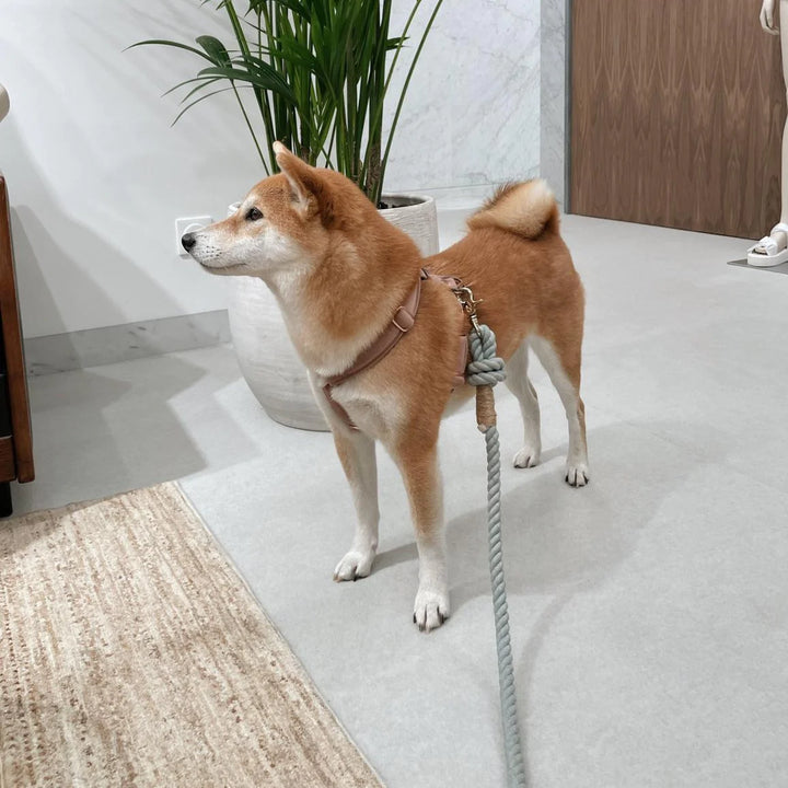 Furlou 'Fall Blue' - Dog Rope Leash | Kanu Pet
