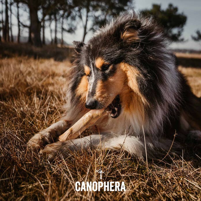 Canophera LLC Stick Coffee Wood Dog Chew | Kanu Pet
