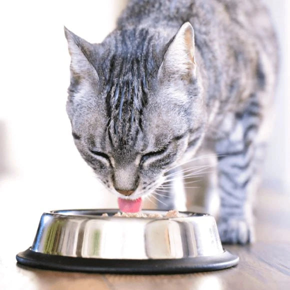 FirtsMate's Kasiks Cage Free Turkey Formula Cat Wet Food | Kanu Pet