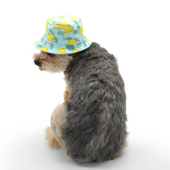 Dogo Pet Bucket Lemon Blue Doh Hat | Kanu Pet
