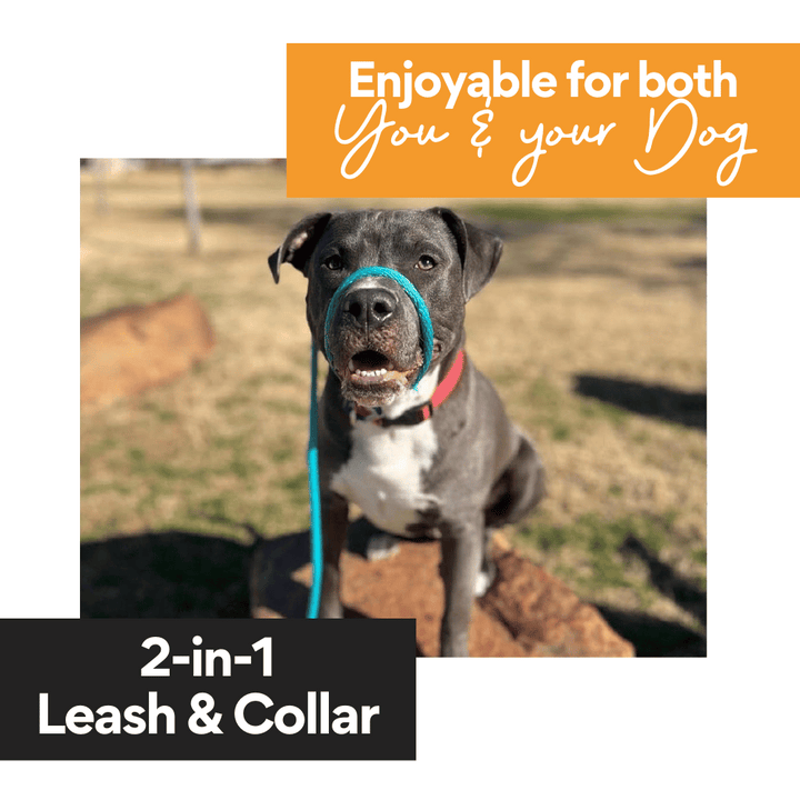 Kanu Pet Purple Slip Dog Leash & Collarr | Kanu Pet