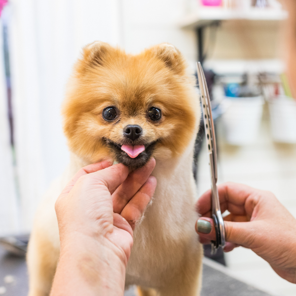 Tiquetera Dog Full Grooming