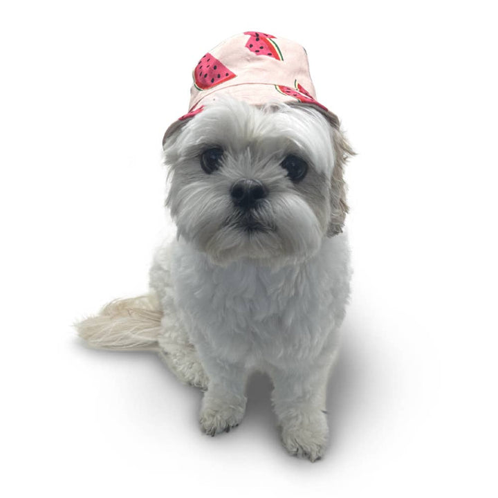 Dogo Pet Bucket Watermelon Dog Hat | Shop Online