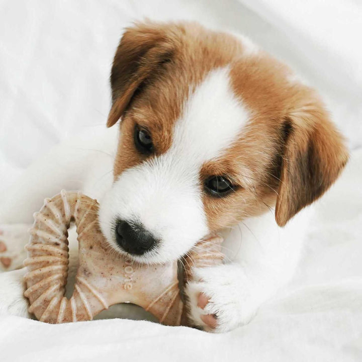 Benebone Puppy 2pack Bacon Wishbone Dental Chew Toy | Kanu Pet