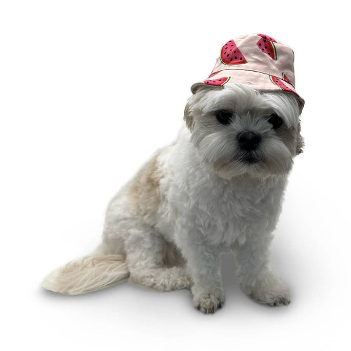 Dogo Pet Bucket Watermelon Dog Hat | Shop Online