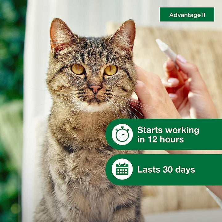 Advantage II Cats | Kanu Pet