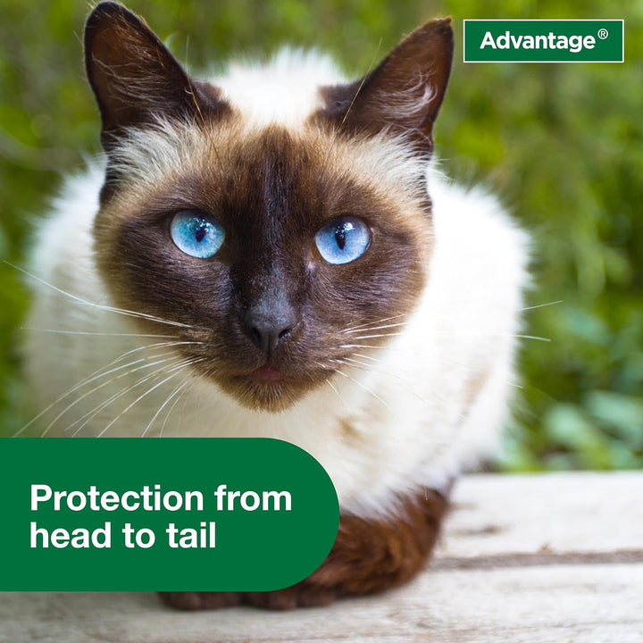 Advantage Spray Cat 8 Oz | Kanu Pet