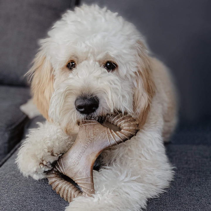 Benebone Dental Chew Bacon Flavor Dog Treat Toy | Kanu Pet