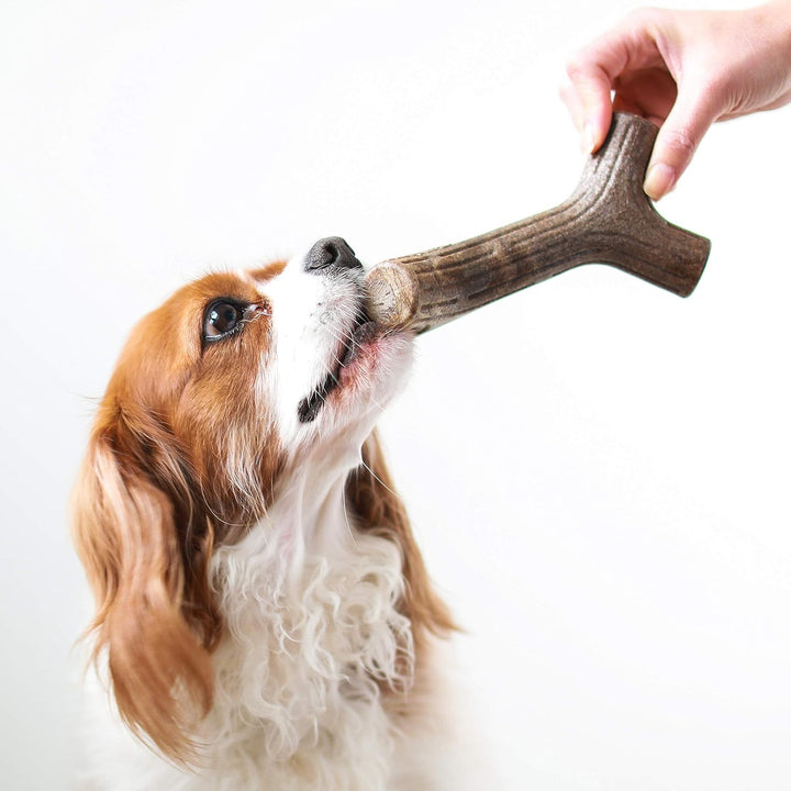 Benebone Maplestick  Dog Chew Toy | Kanu Pet