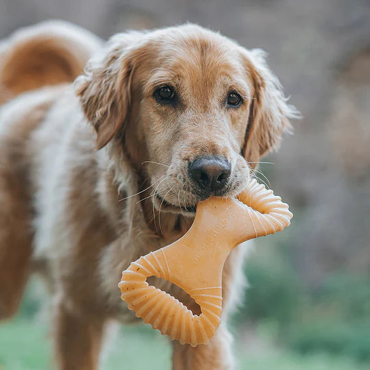 Benebone Dental Chew Chicken  Flavor Dog Chew Toy | Kanu Pet