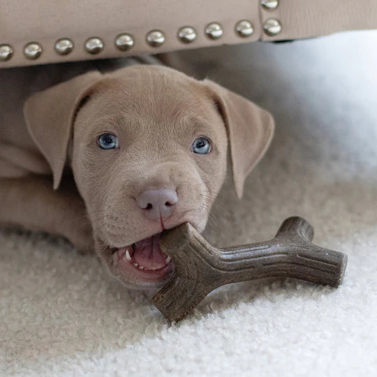 Benebone Maplestick Puppy Chew Toy | Kanu Pet