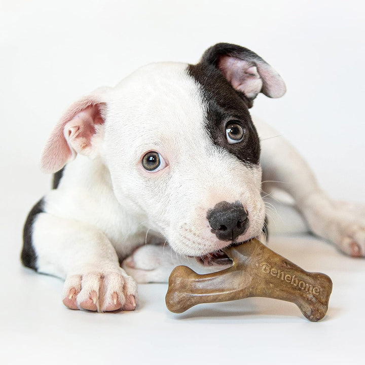 Benebone Puppy 2pack Bacon Wishbone Dental Chew Toy | Kanu Pet