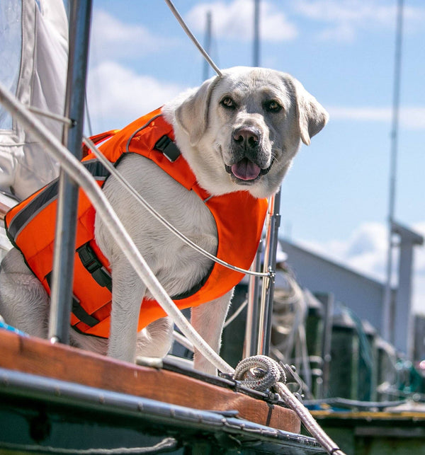 BAYDOG - Monterey Bay Dog  Lifejacket