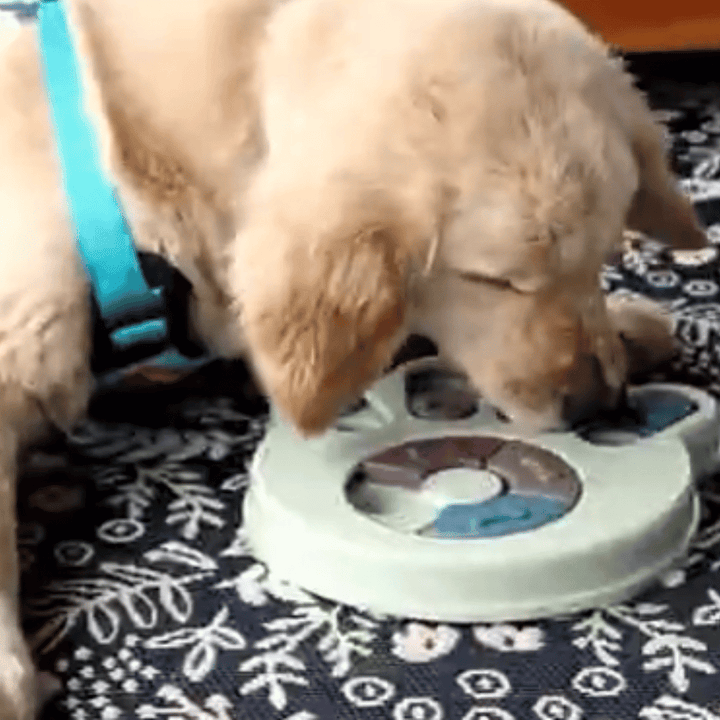 Kanu Didactic Paw Dog Feeder | Kanu Pet