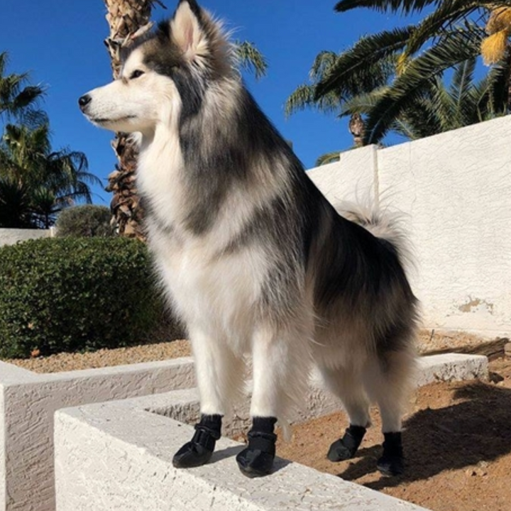 Soft Sole Waterproof Winter Dog Booties | Kanu Pet