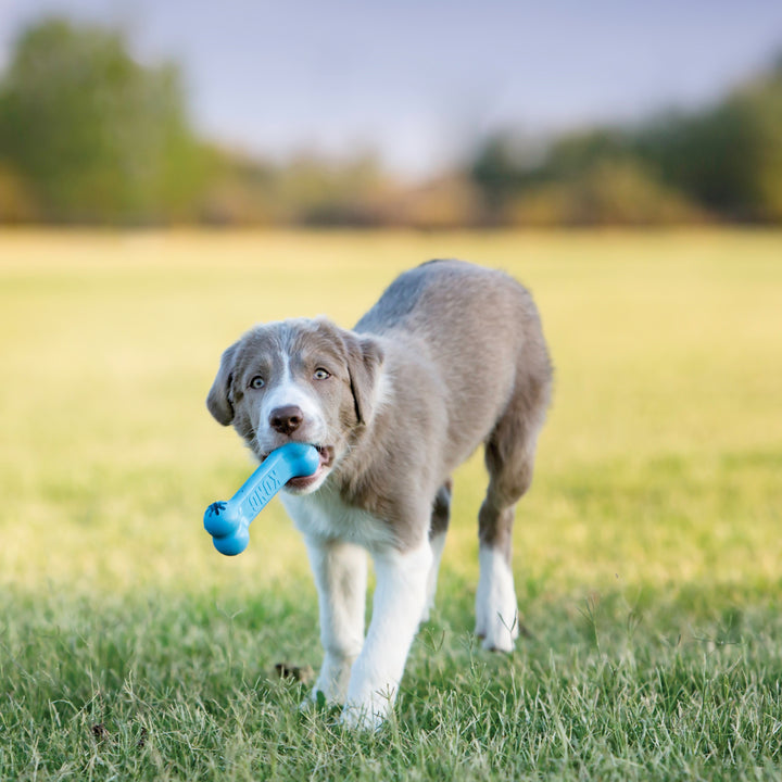 Kong Puppy Goodie Bone Dog Toy Small Assorted | Kanu Pet