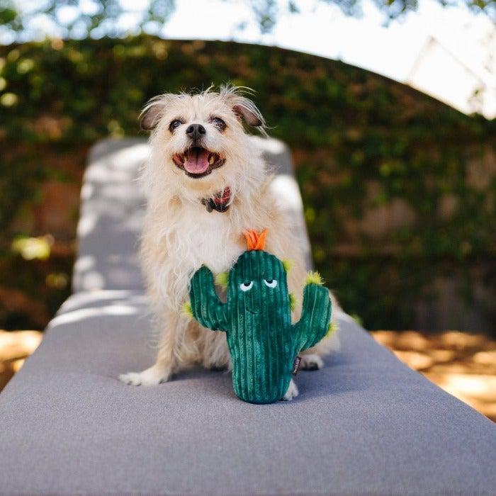Pet Play Blooming Buddies Prickly Pup Cactus Dog Toy | Kanu Pet