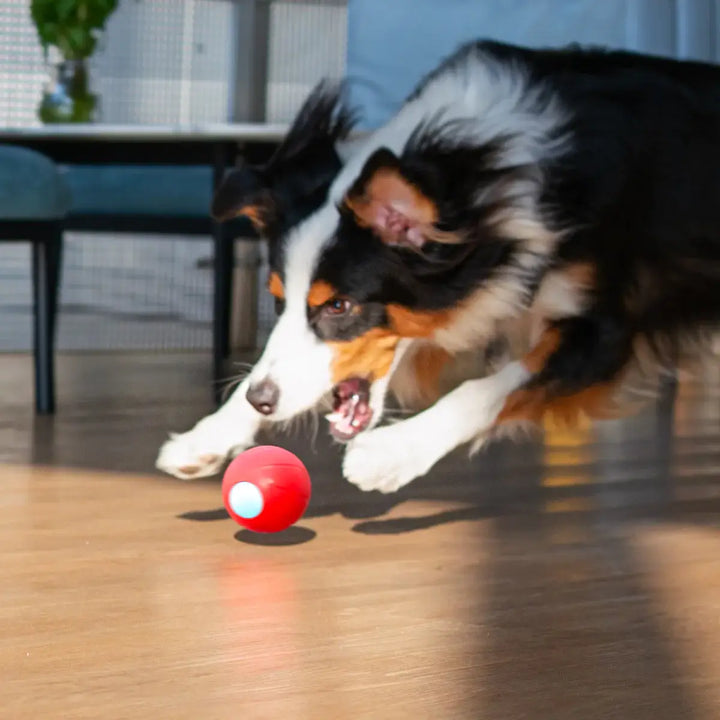 Curatepet Smart Wicked Ball PE Dog Toy | Kanu Pet