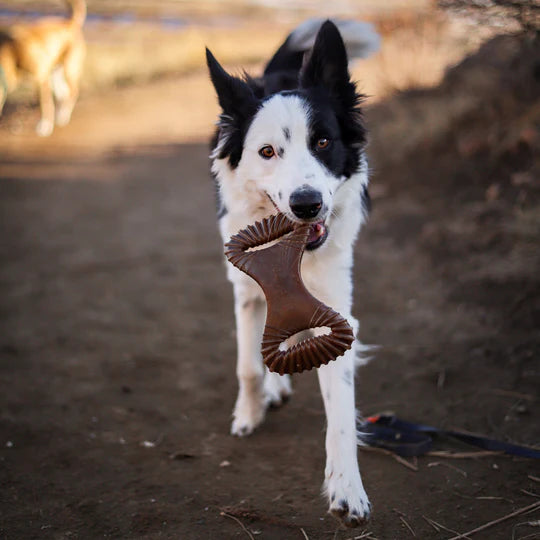 Benebone Dental Chew Peanut Butter Flavor Dog Chew Toy | Kanu Pet