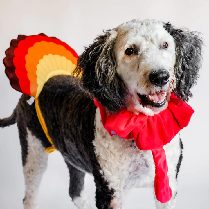 Midlee Designs Midlee Turkey Beard & Tail Thanksgiving Costume | Kanu Pets