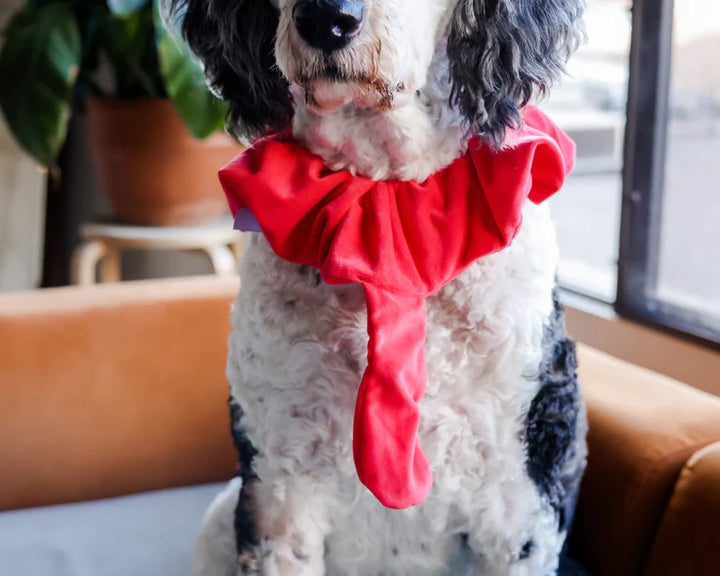 Midlee Designs Midlee Turkey Beard & Tail Thanksgiving Costume | Kanu Pets