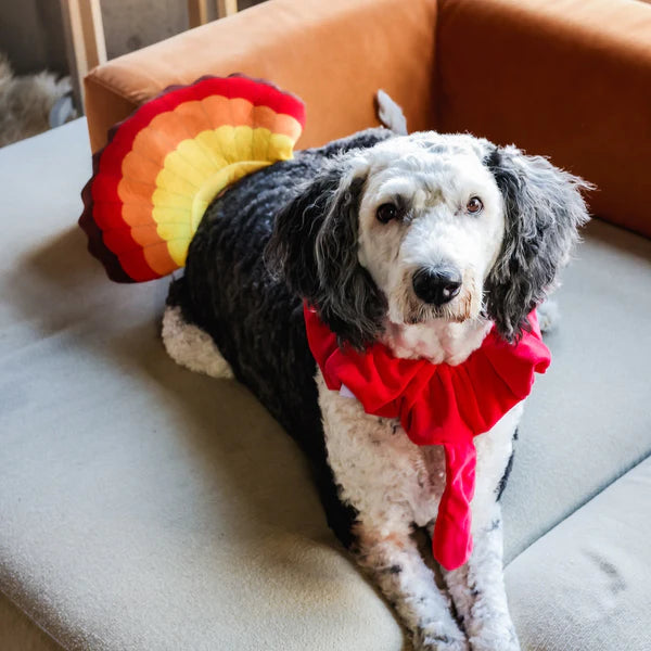 Midlee Designs Midlee Turkey Beard & Tail Thanksgiving Costume | Kanu Pets
