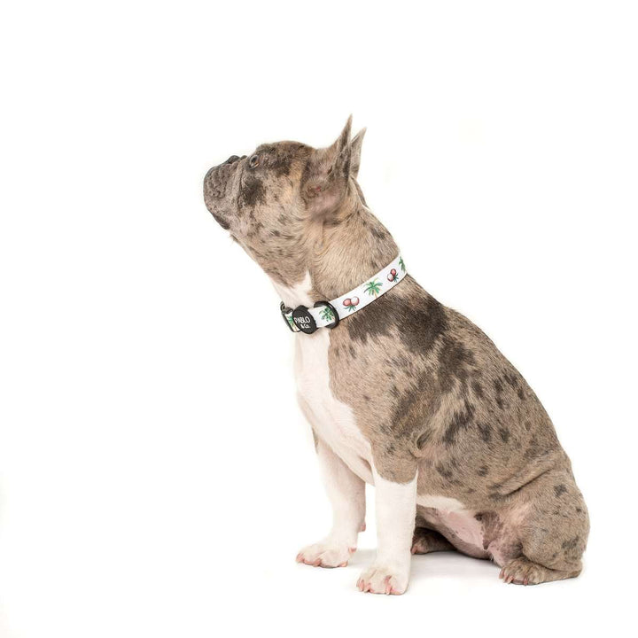 Pablo & Co. Coconut Island Dog Collar | Kanu Pet