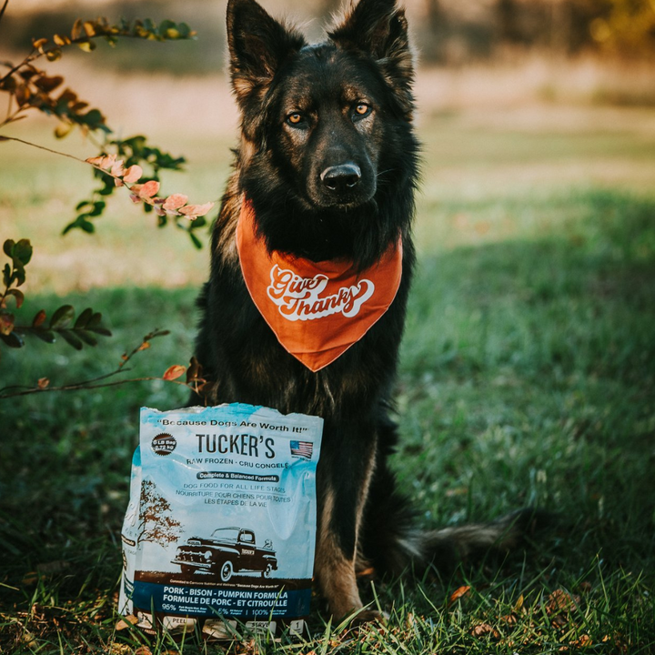 Tucker's Raw Basics Pork-Bison-Pumpkin Frozen Food Dogs| Kanu Pet