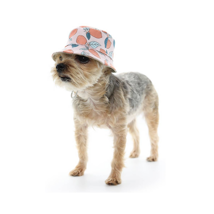 Dogo Pet Bucket Lemon Pink Dog Hat | Kanu Pet