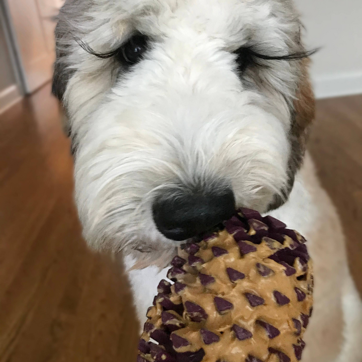 Tall Tails Natural Rubber Pinecone Dog Toy | Kanu Pet
