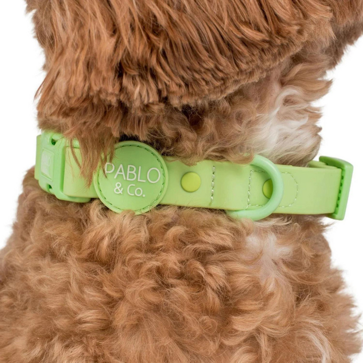 Pablo & Co. Waterproof Dog Collar | Kanu Pet