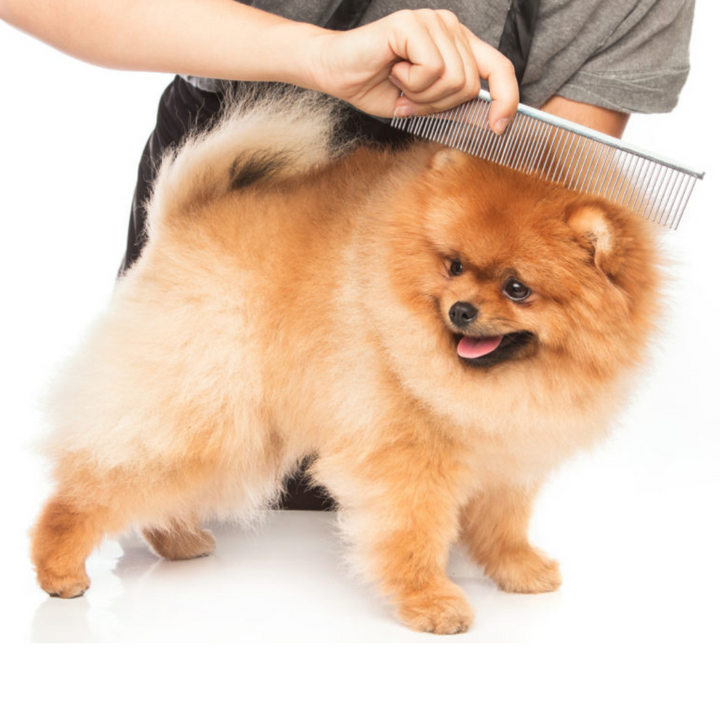 Dematting x minute | Kanu Pet