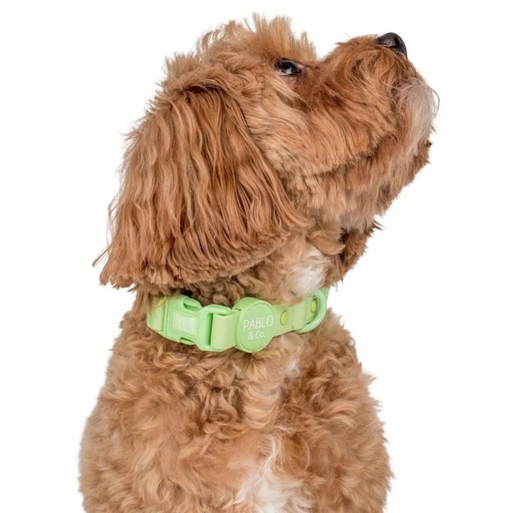Pablo & Co. Waterproof Dog Collar | Kanu Pet