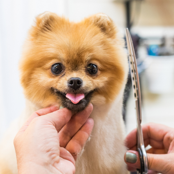 Especial HairCut | Kanu Pet