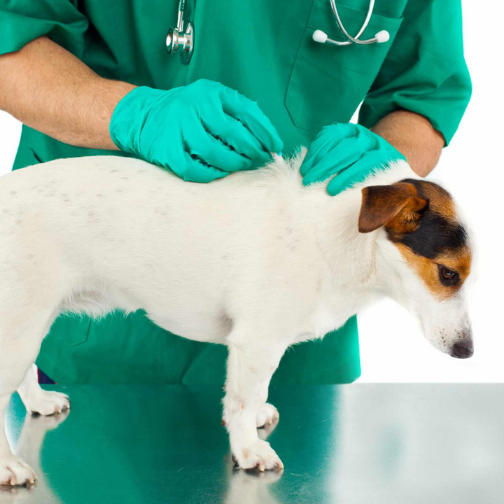 Flea & Tick Treatment Services | Kanu Pet