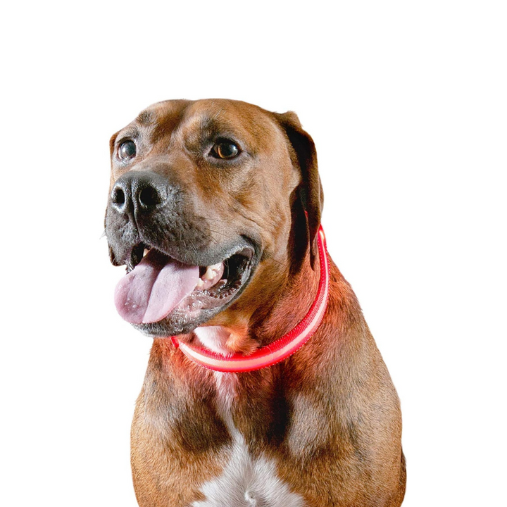 Furhaven LED Safety Light-Up Red Dog Collar | Kanu Pet