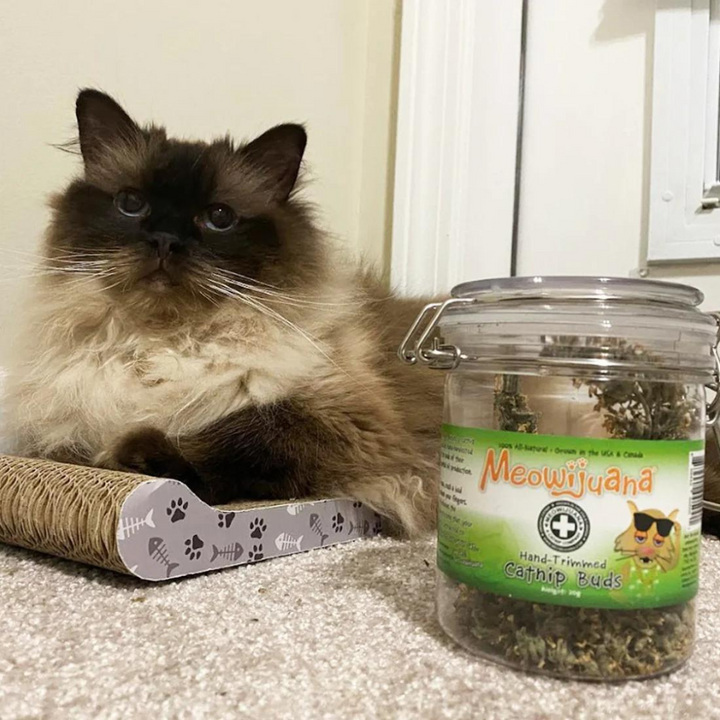 Meowijuana Jar of Organic Catnip Buds for Cats | Kanu Pet