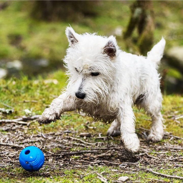 Chuckit! Dog Toy Crunch Ball Medium 2 Pk | Kanu Pet