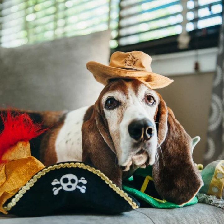 PetPlay  Mutt Hatter Collection Plush Dog Toy | Kanu Pet