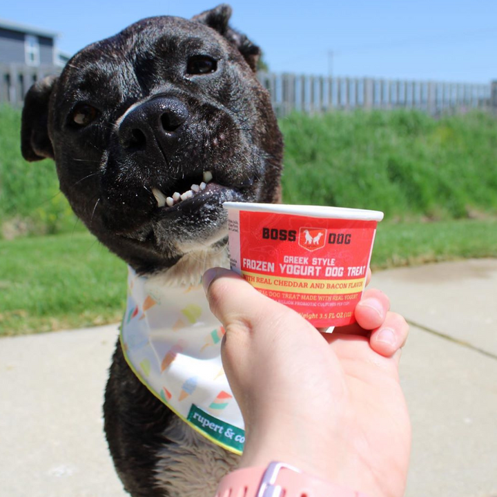 Boss Dog Yogurt Bacon & Cheddar Dog & Cat Treat | Kanu Pet