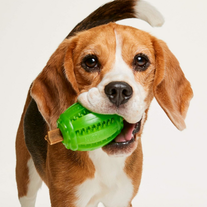 Tropiclean Fresh Breath Fresh 'N Fun Dental Chew Dog Toy | Kanu Pet