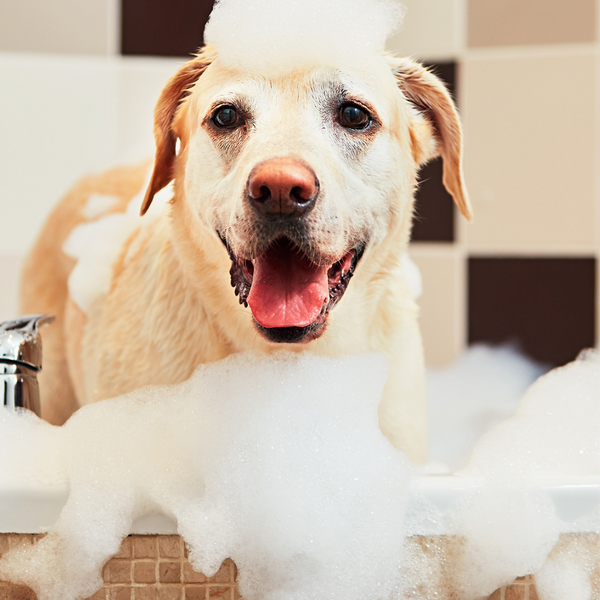 Regular Bath for dogs -  Grooming Services | Kanu Pet