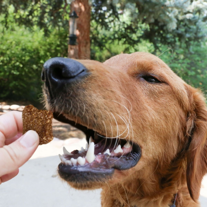 Kong Kitchen Hooked On Trout Dog Treat | Kanu Pet