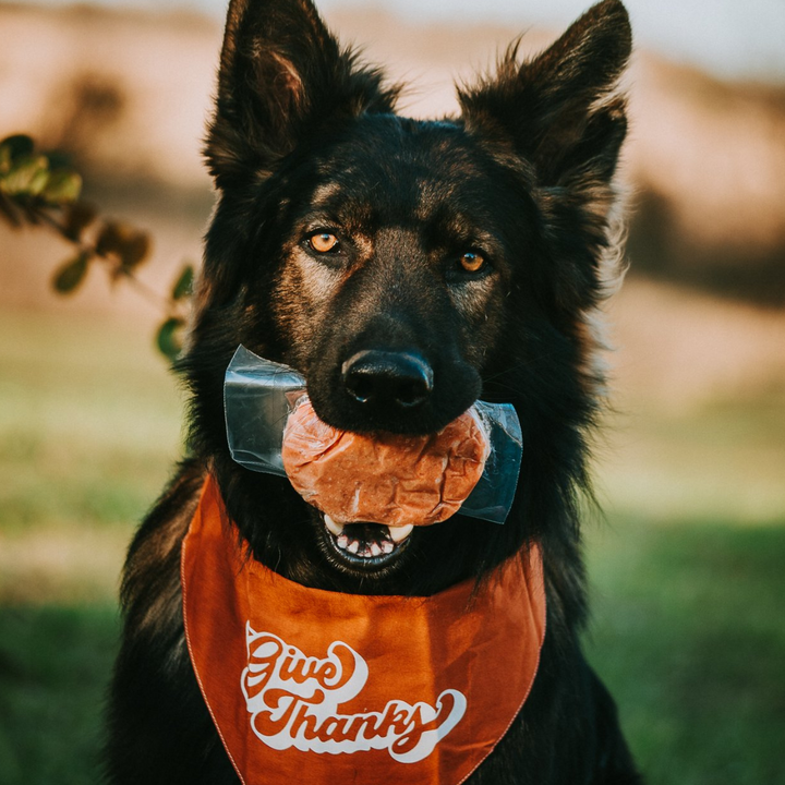 Tucker's Basics Turkey-Pumpkin Raw Frozen Dog Food | Kanu Pet