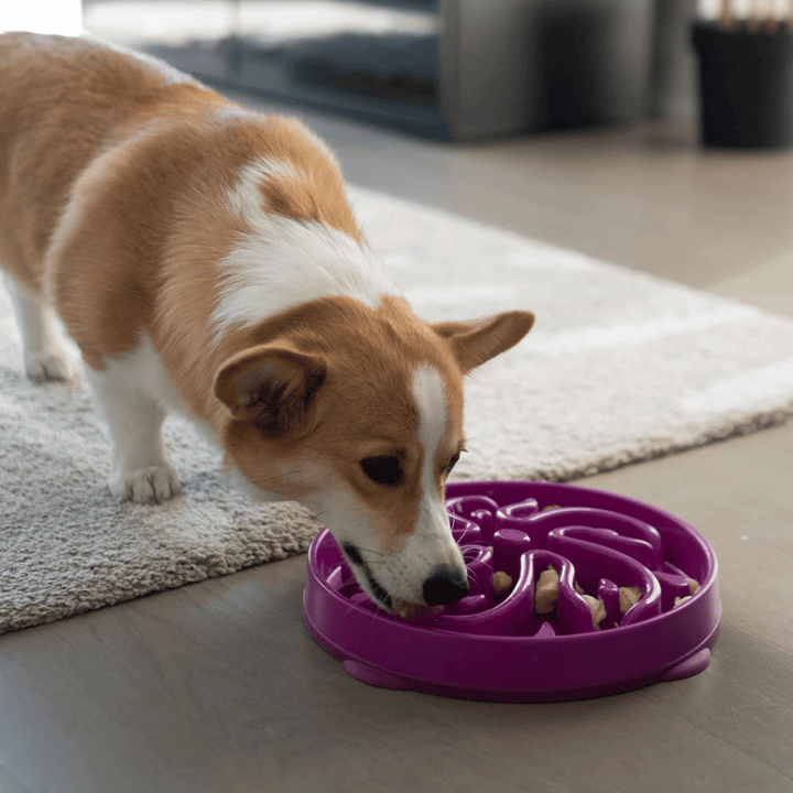 Outward Hound Fun Feeder Slo Dog Bowl | Kanu Pet