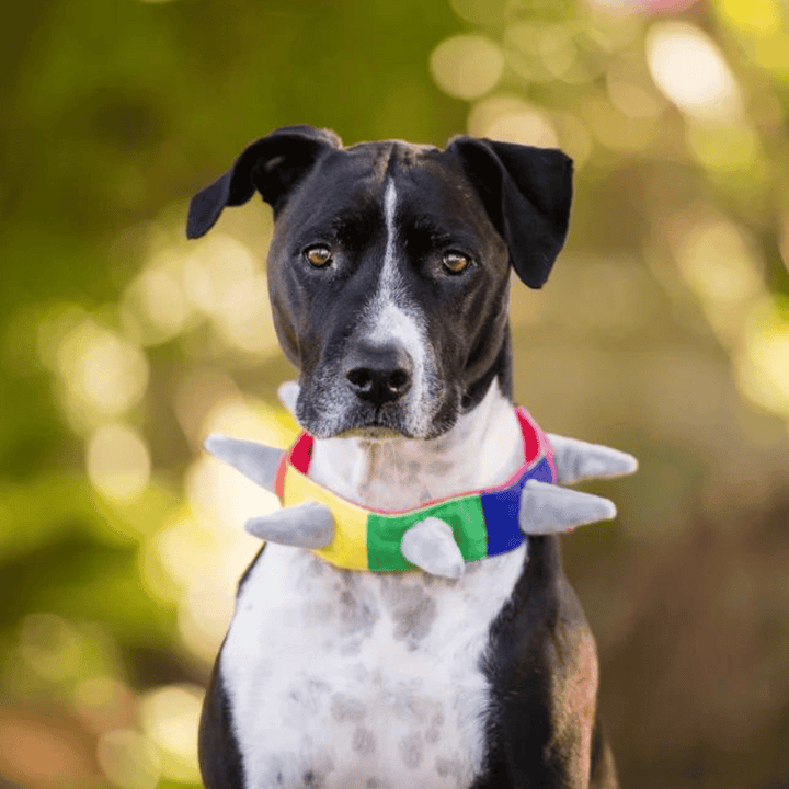 Pet Play Rainbow Dog Collar | Kanu Pet