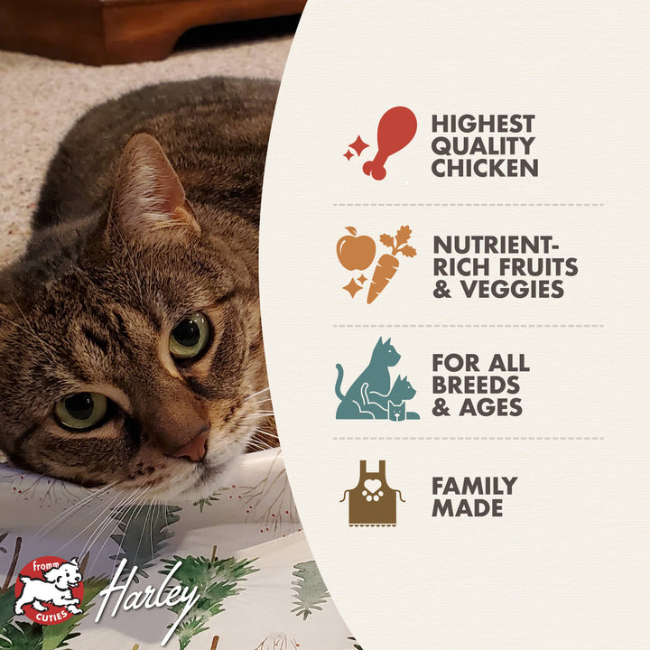 Fromm 4 Star Chicken au Frommage GF Cat Dry Food | Kanu Pet