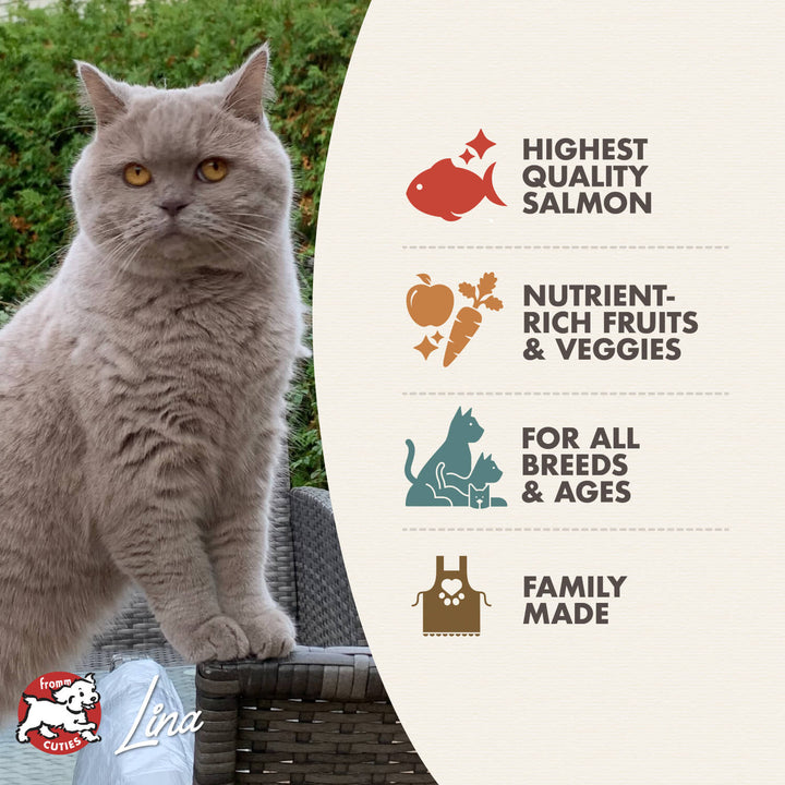 Fromm four star Salmon Tunachovy Recipe Dry Cat Food | Kanu Pet