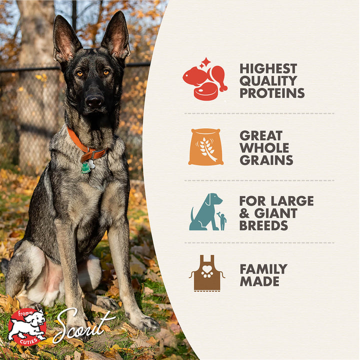 Fromm Gold Dog Dry Large Breed | Kanu Pet