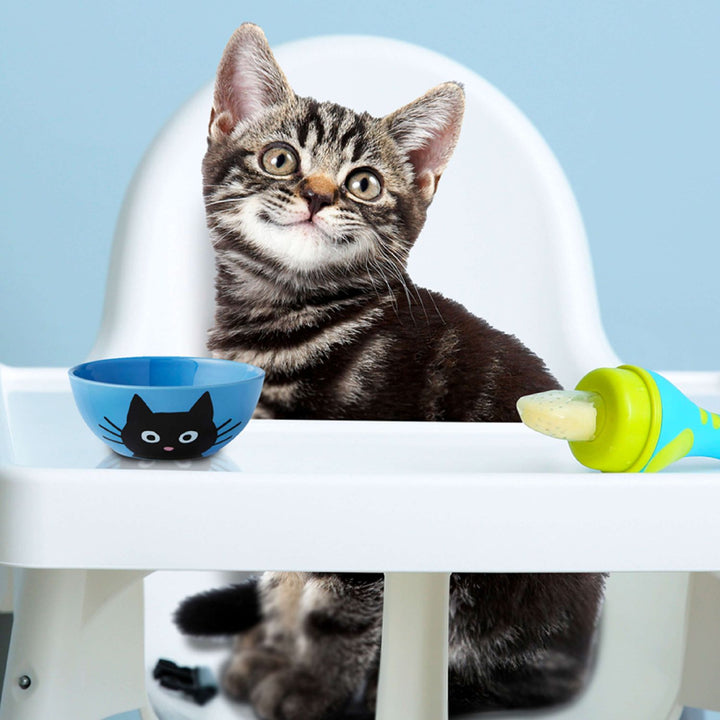 Fromm Gold Cat Dry Kitten | Kanu Pet